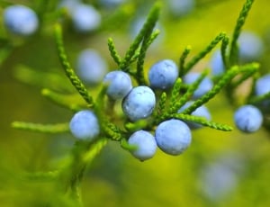 green and blue plants thumbnail