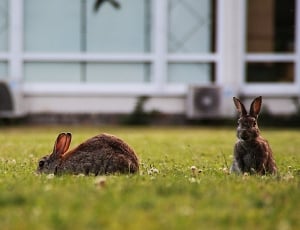 2 brown rabbits thumbnail