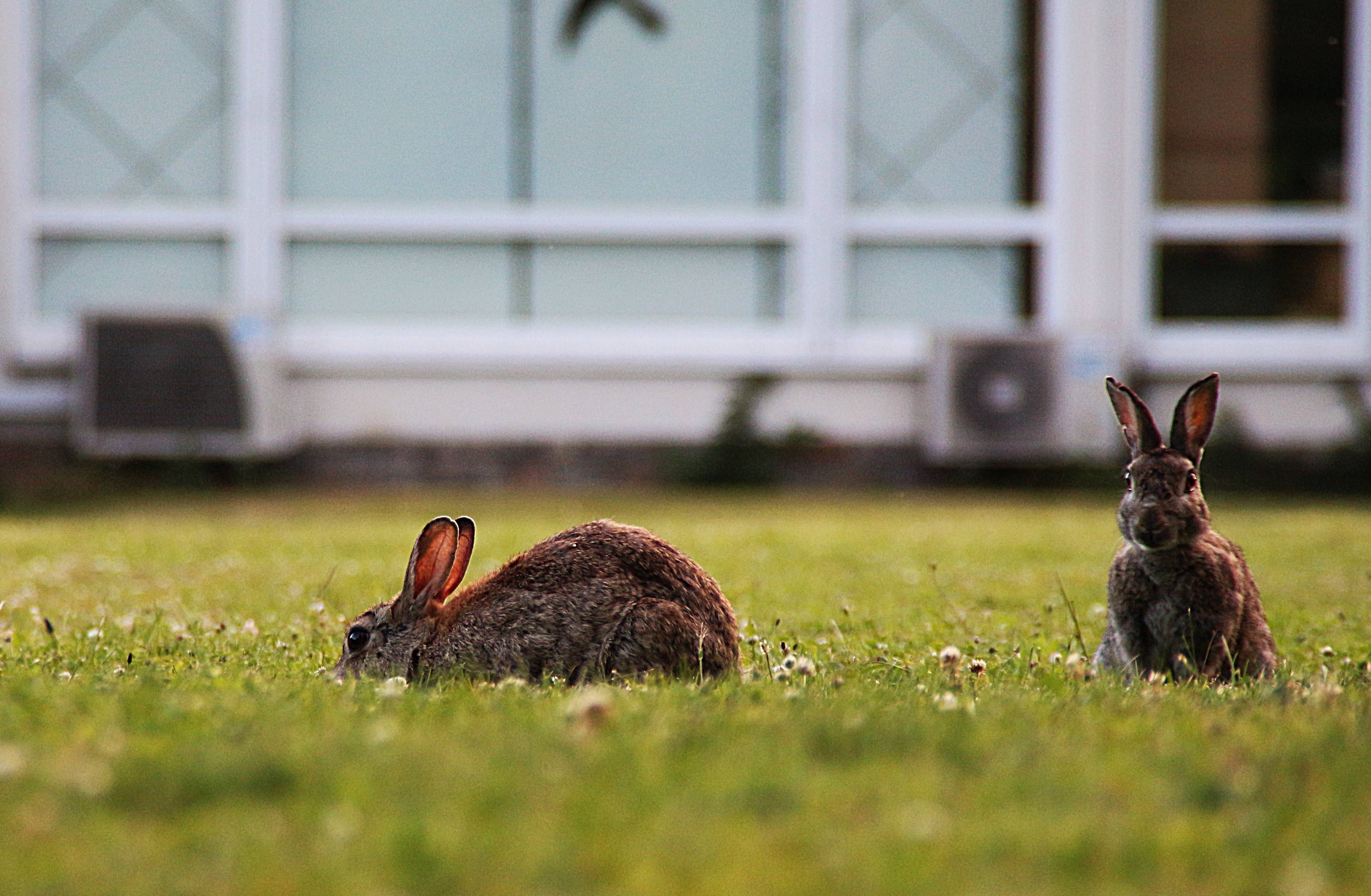 2 brown rabbits