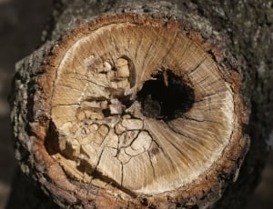 brown and gray tree thumbnail