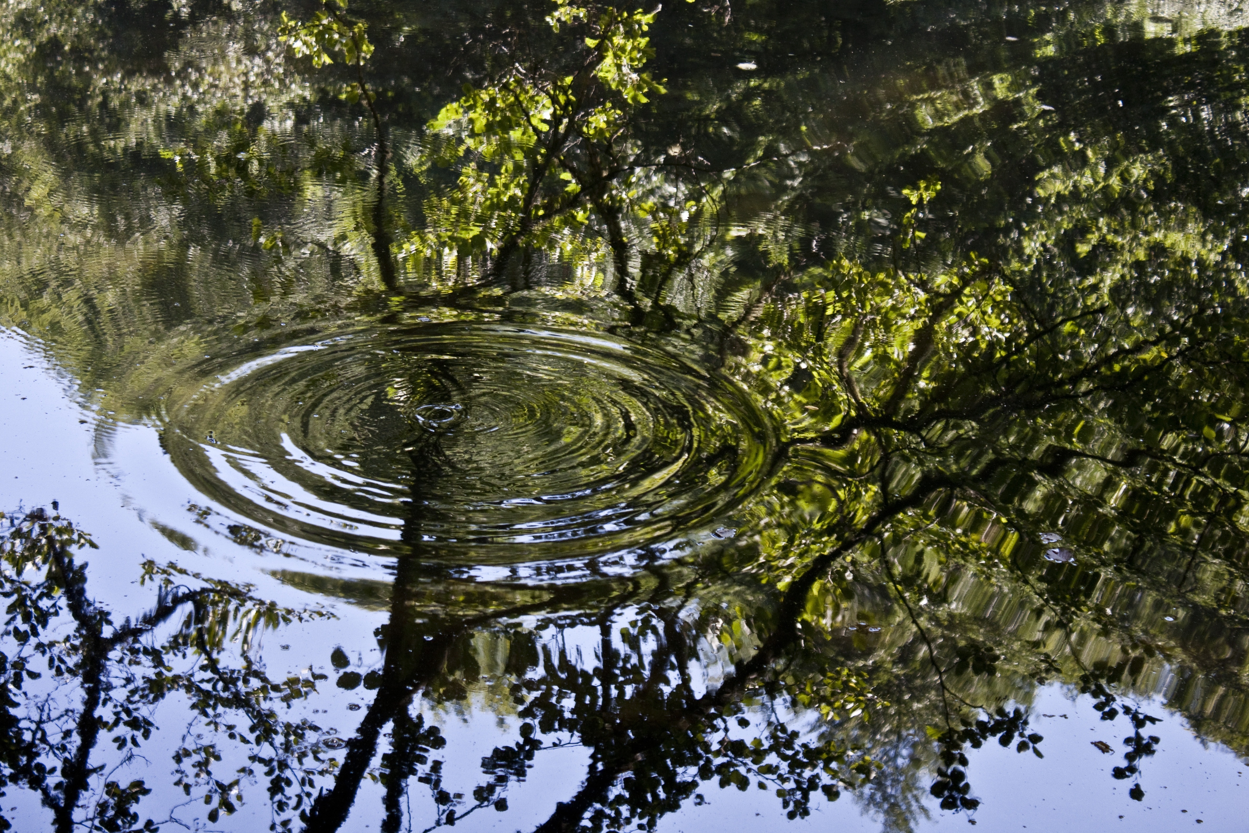 Отражение вода песни. Отражение в воде. Отражение деревьев в воде. Деревья отражаются в воде. Вода в природе.