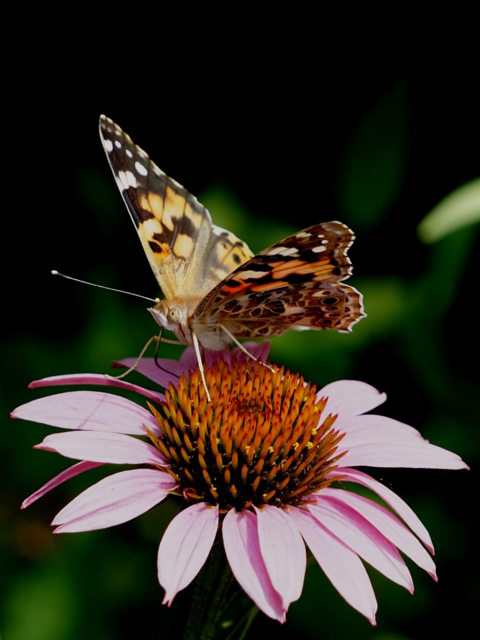 painted lady butterfly preview