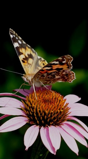 painted lady butterfly thumbnail