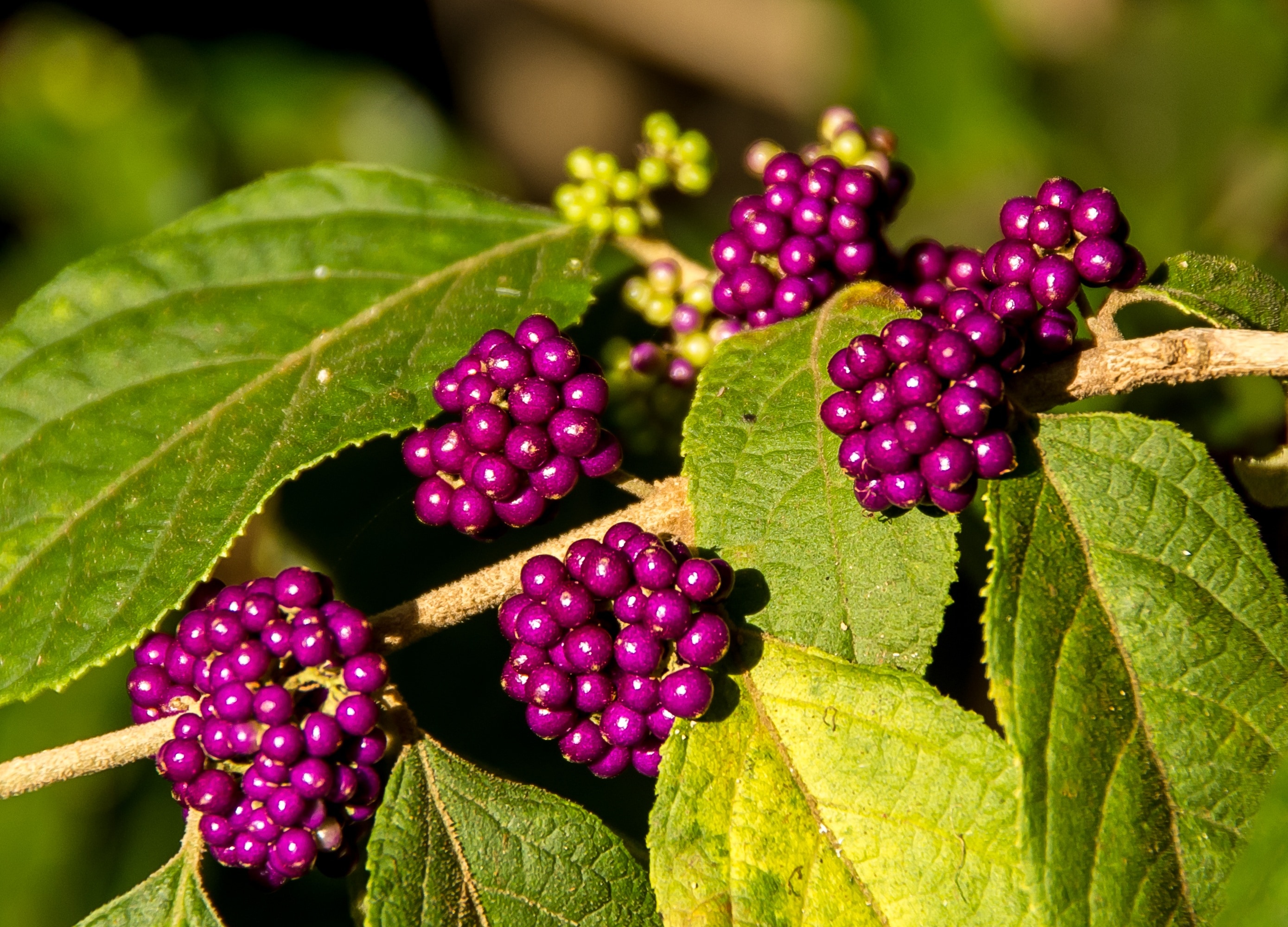 Velvet Leaf Shrub, leaf, growth