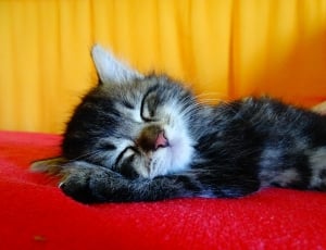 black and white short coated kitten lying on red textile thumbnail