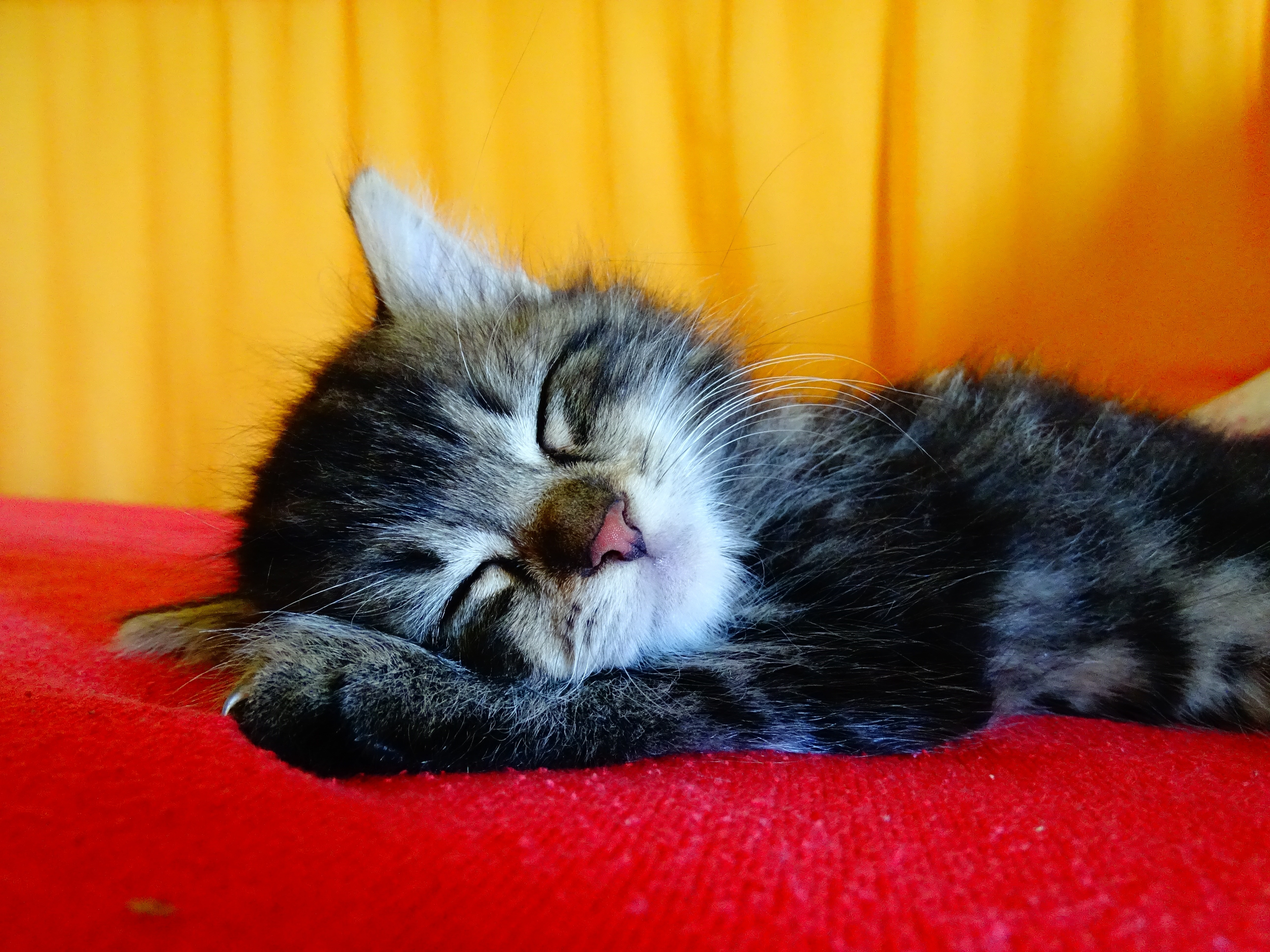 black and white short coated kitten lying on red textile