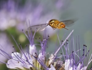 cicada flying over purple flower thumbnail
