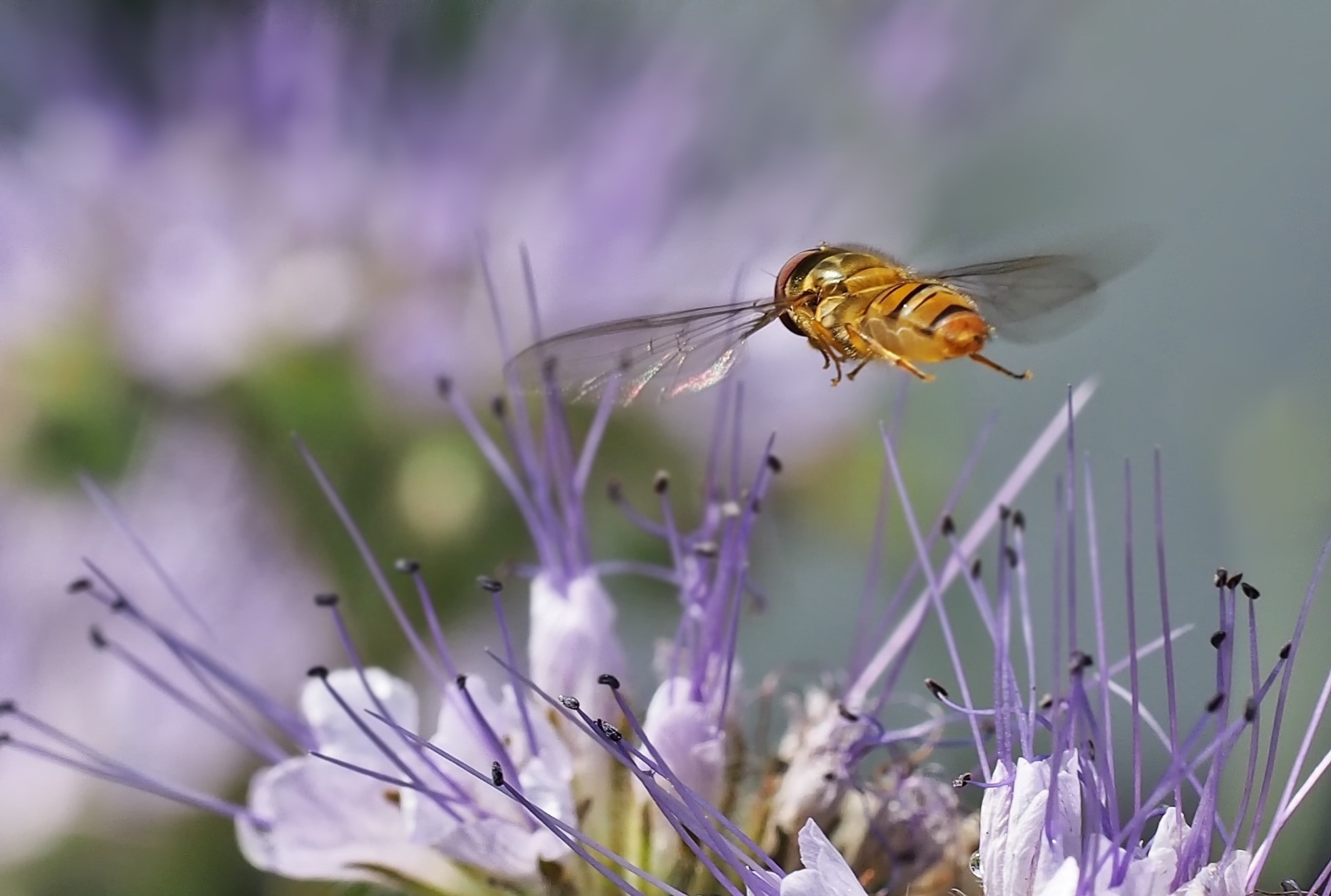 cicada flying over purple flower
