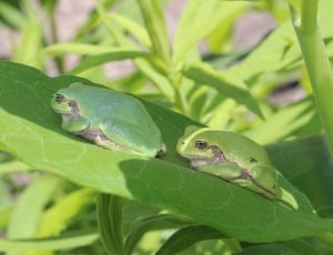 2 green and brown frogs thumbnail