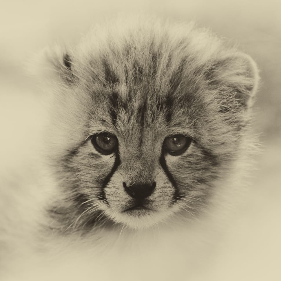Cheetah cub preview