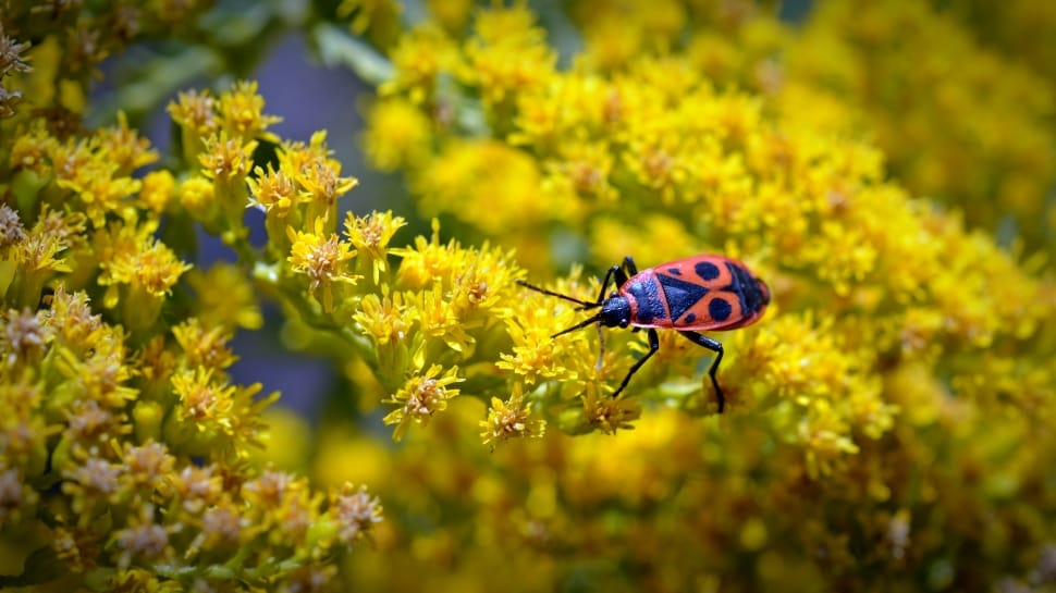 firebug insect on yellow petaled flower preview