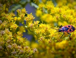 firebug insect on yellow petaled flower thumbnail