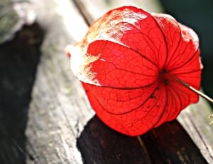 red bulb flower thumbnail