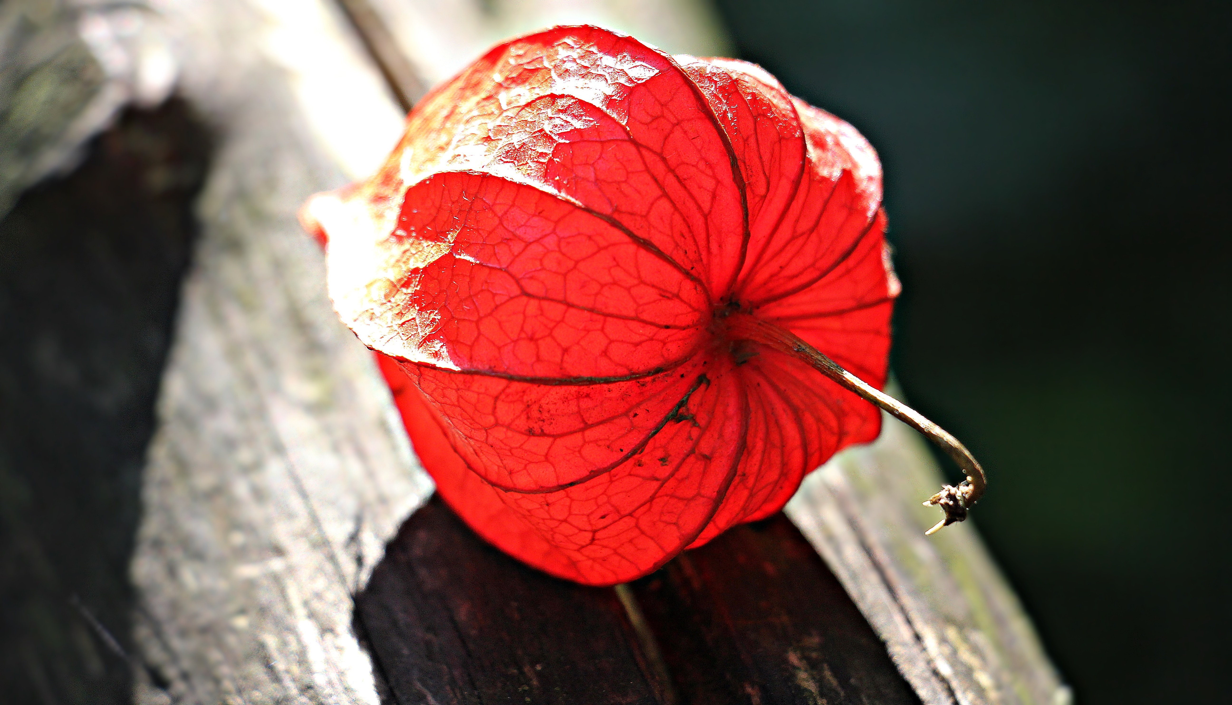 red bulb flower