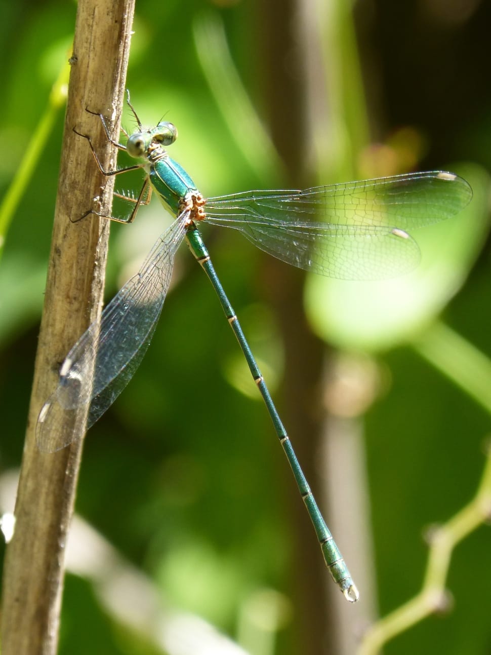 Green Dragonfly, Winged Insect, Pond, green color, one animal preview