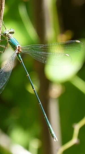 Green Dragonfly, Winged Insect, Pond, green color, one animal thumbnail