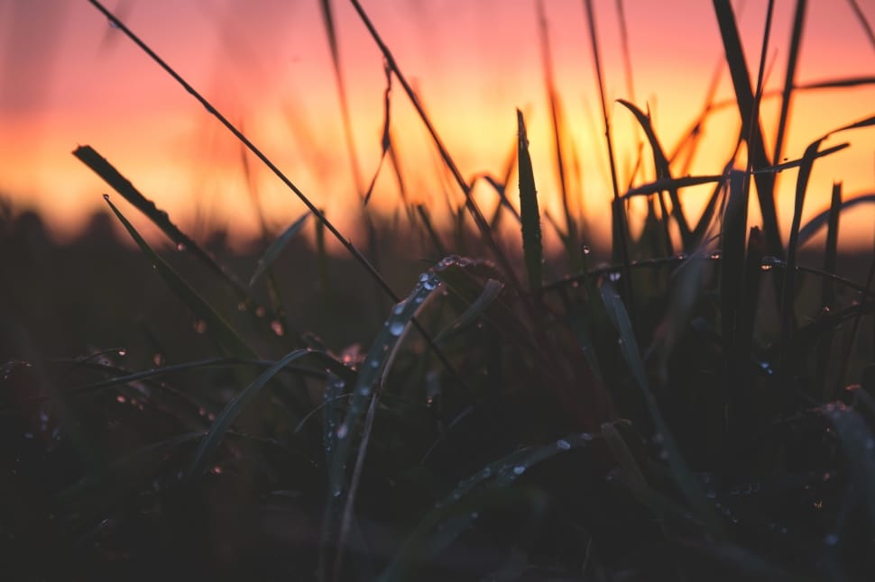 Grass With Water Drops during Sunset preview