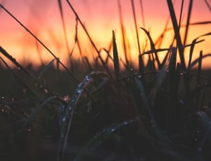Grass With Water Drops during Sunset thumbnail