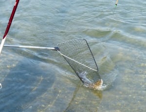 Network, Start, Fish, Caught, Water, water, high angle view thumbnail