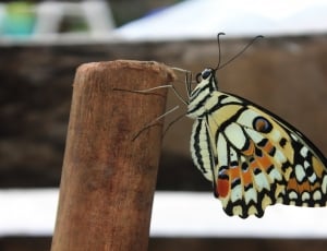 common lime butterfly thumbnail