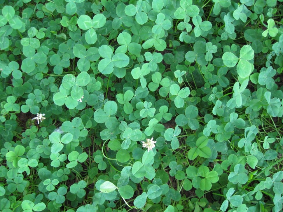 Foliage, Green, Clover, Nature, green color, leaf preview
