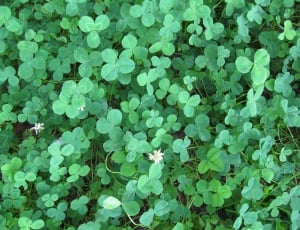 Foliage, Green, Clover, Nature, green color, leaf thumbnail