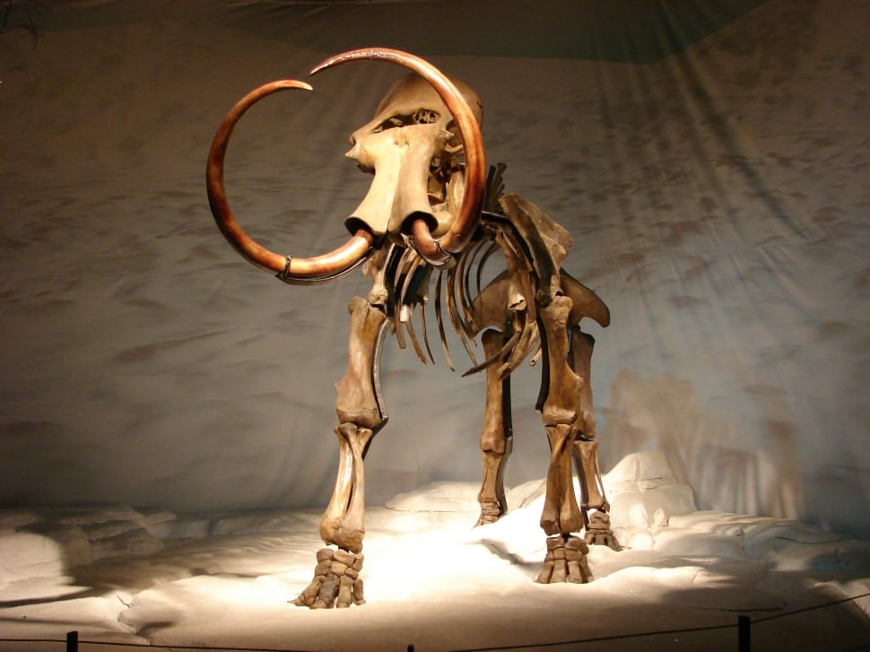 mammoth skeleton preview