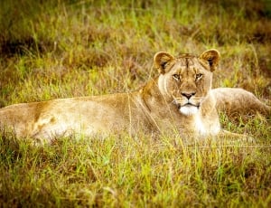 brown lioness thumbnail