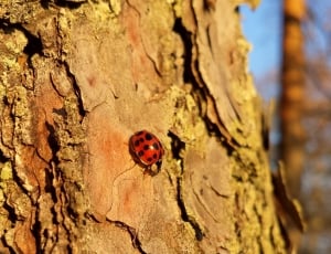 red ladybug thumbnail