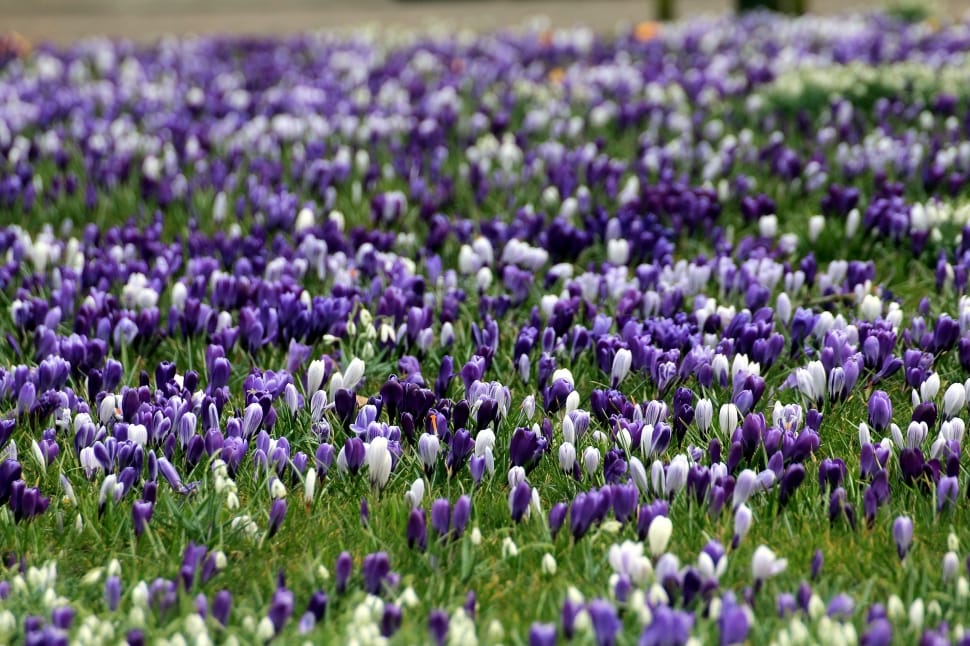 Purple, Flowers, Crocus, Spring, Yellow, purple, flower preview
