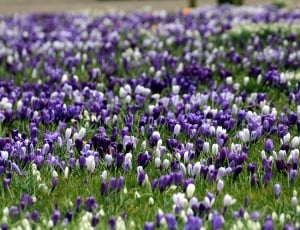 Purple, Flowers, Crocus, Spring, Yellow, purple, flower thumbnail
