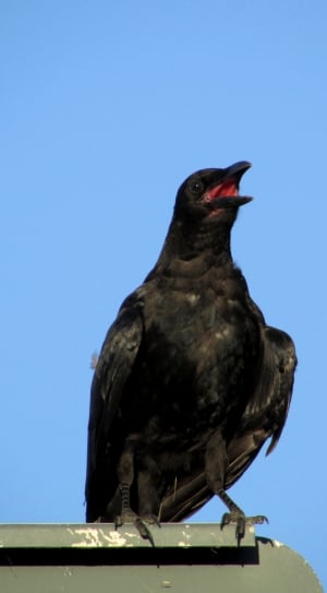 black crow thumbnail