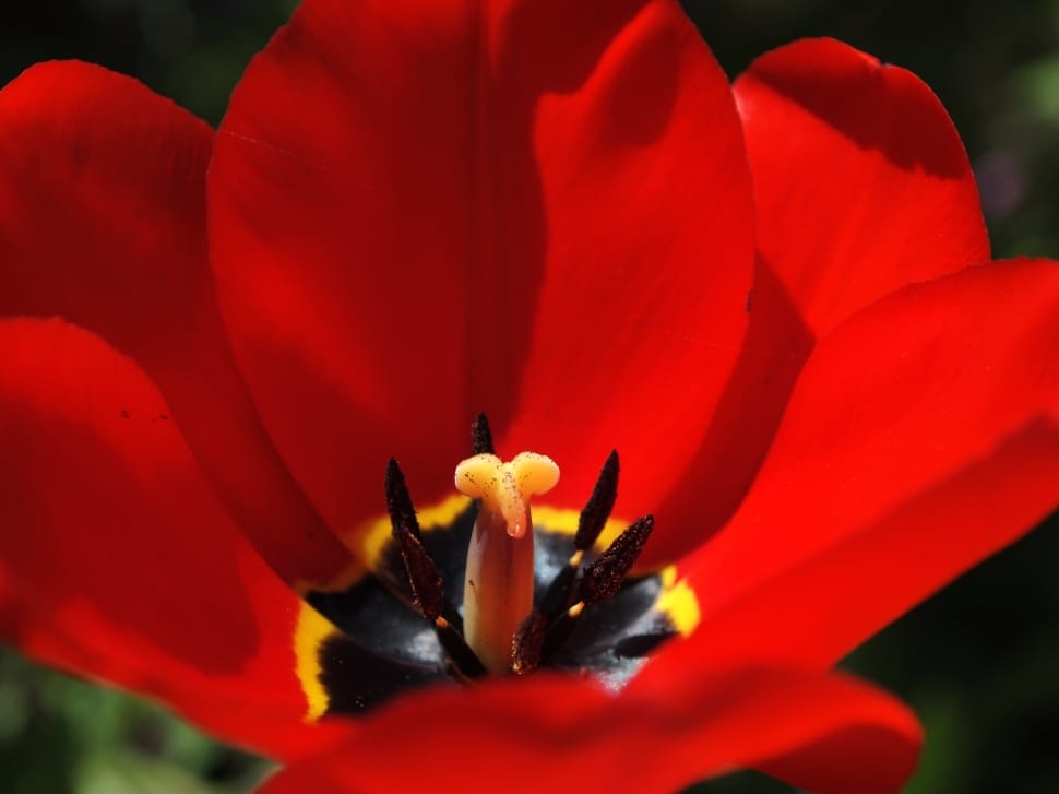Flowers, Spring, Garden, Nature, Tulip, flower, petal preview