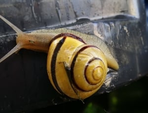 yellow snail thumbnail