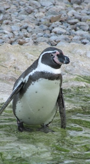 white and brown penguin thumbnail