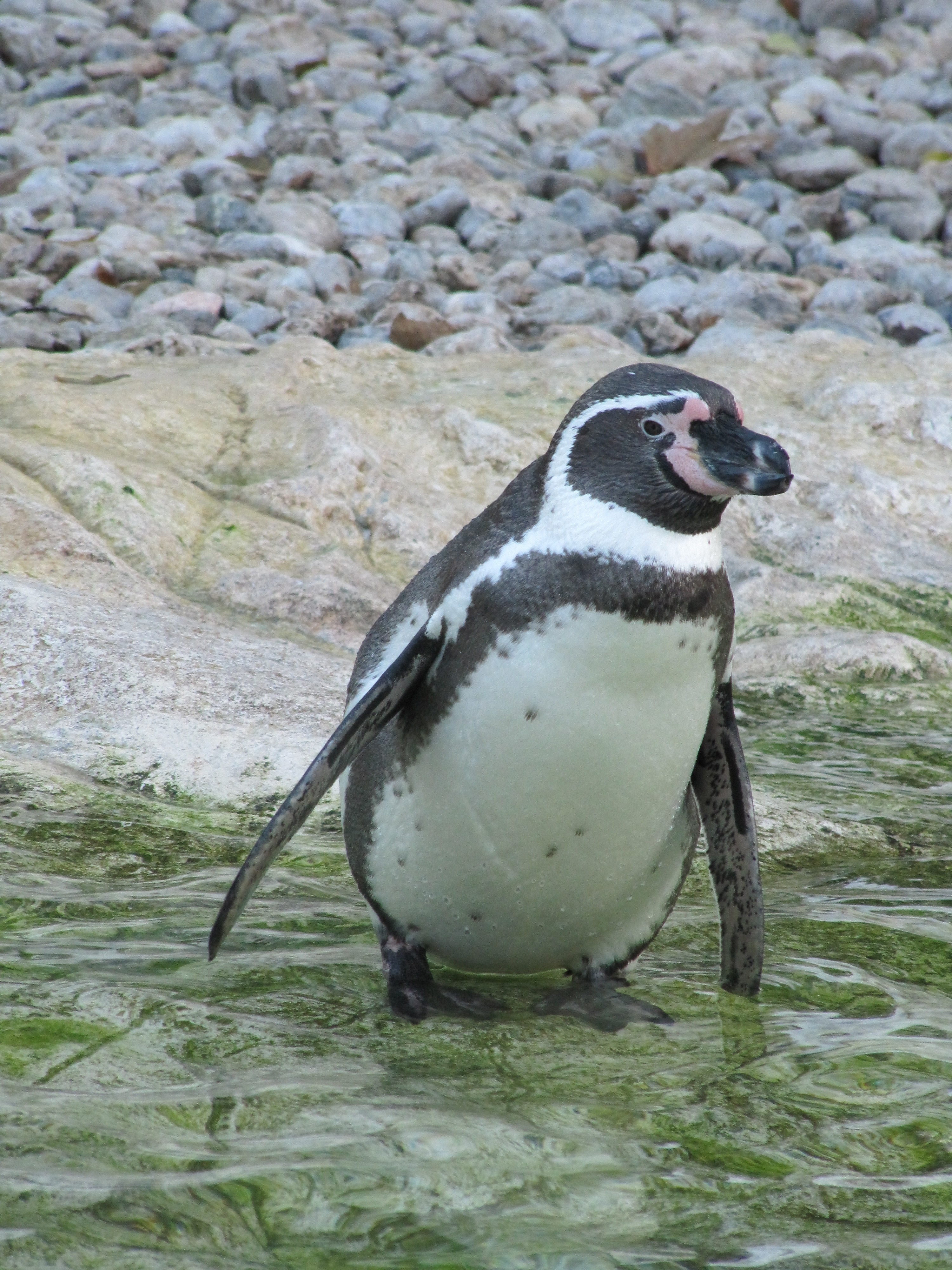 white and brown penguin