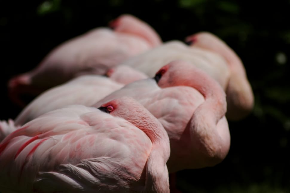 pink flamingo bird preview