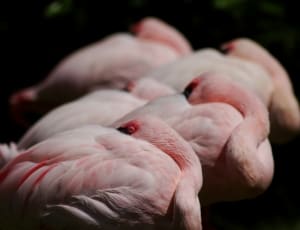pink flamingo bird thumbnail