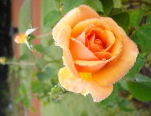 Green, Garden, Orange, Flower, Rosa, flower, beauty in nature thumbnail