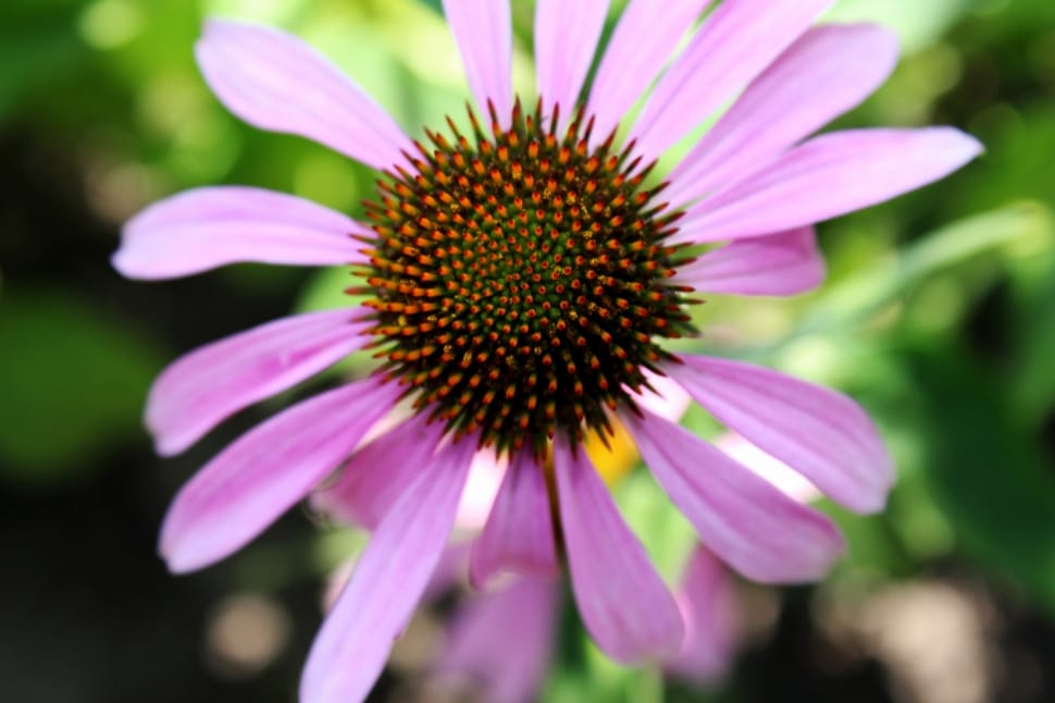 pink petaled daisy preview