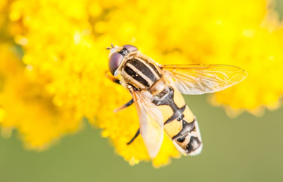 Hoverfly, Yellow, Close, Macro, Insect, one animal, insect preview