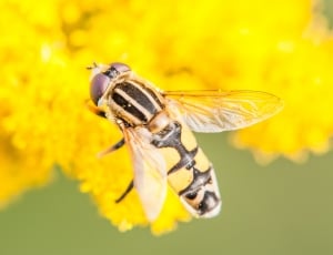 Hoverfly, Yellow, Close, Macro, Insect, one animal, insect thumbnail