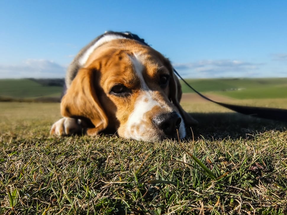 tricolor beagle lying on green grass field during daytime preview