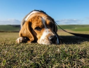 tricolor beagle lying on green grass field during daytime thumbnail