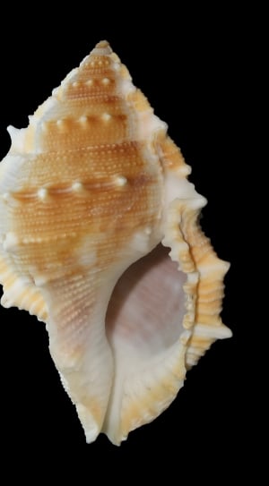 brown and white shell thumbnail