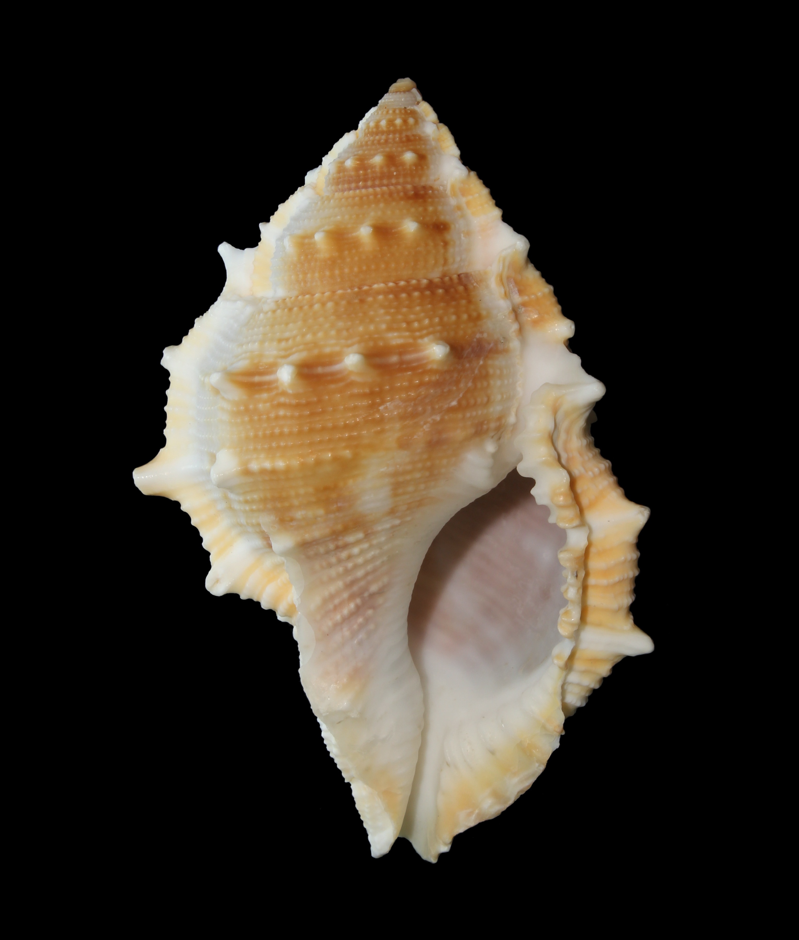 brown and white shell