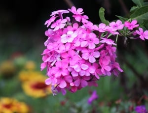 Spring, Bouquet, Pink, Floral, Flowers, flower, pink color thumbnail