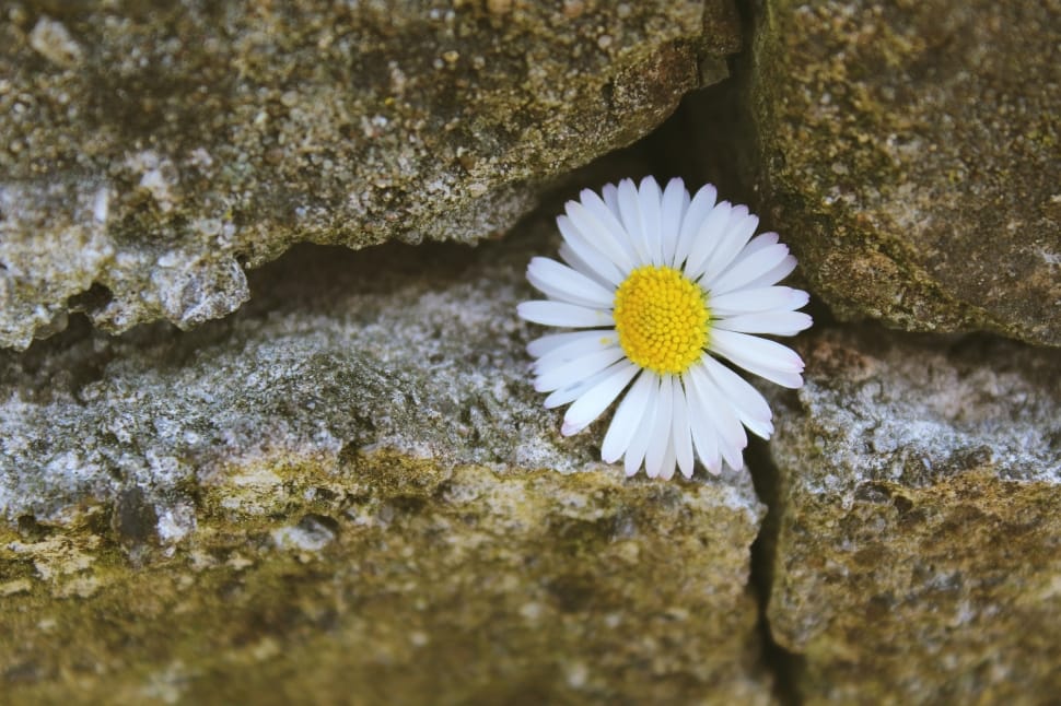 common daisy preview