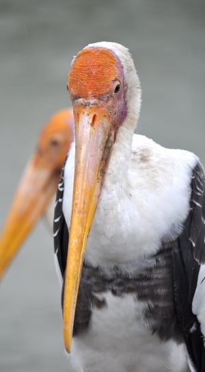 white brown and gray ibis thumbnail