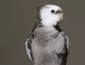 white and black feathered bird thumbnail